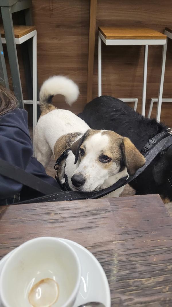 Twitty, una tenera meticcia Foto 7